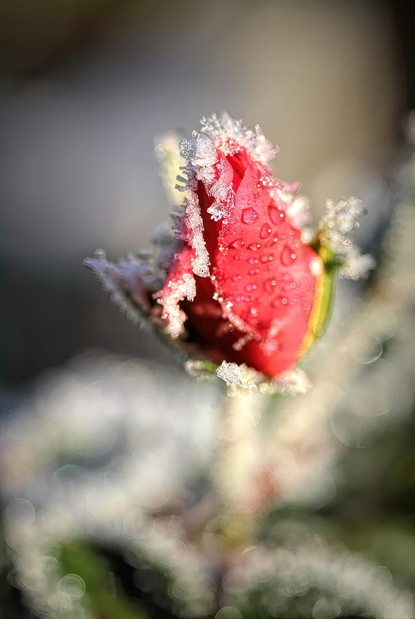 Frosted Red Rose Photograph by Mo Barton