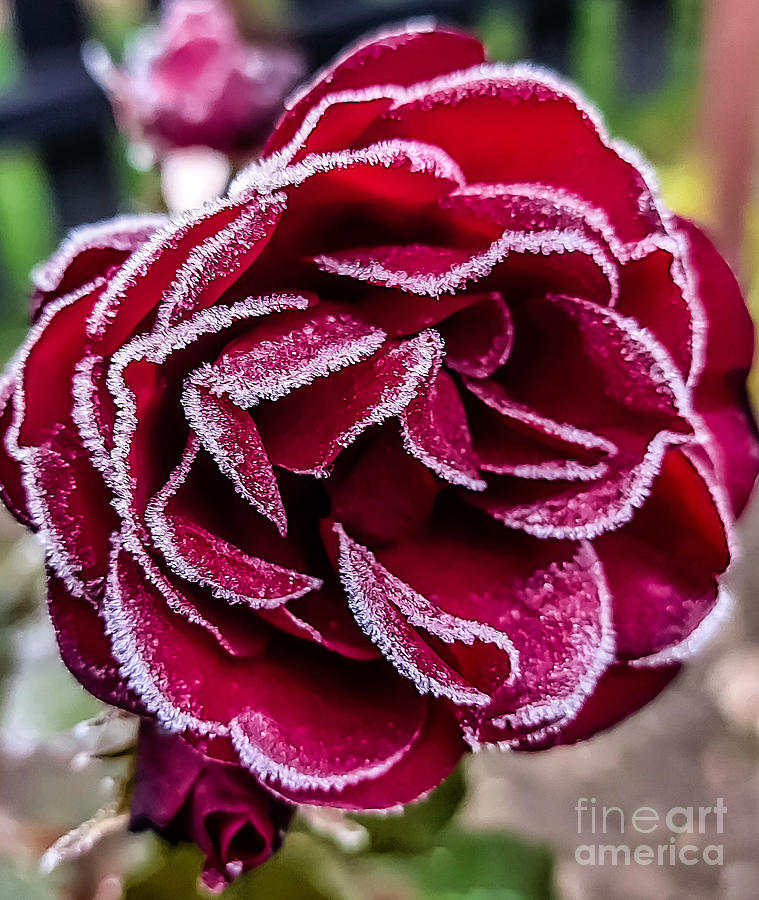 Frosted Red Rose Photograph by Nina Ficur Feenan