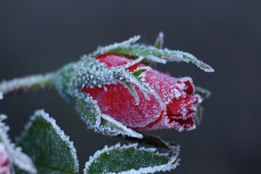 Frosted Rose Photograph by Brook Burling