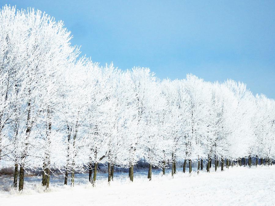 Frosted Row of Trees  Photograph by Lori Frisch