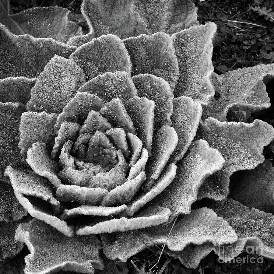 Frosted Photograph by Russell Brown Frosted Photograph by Russell Brown