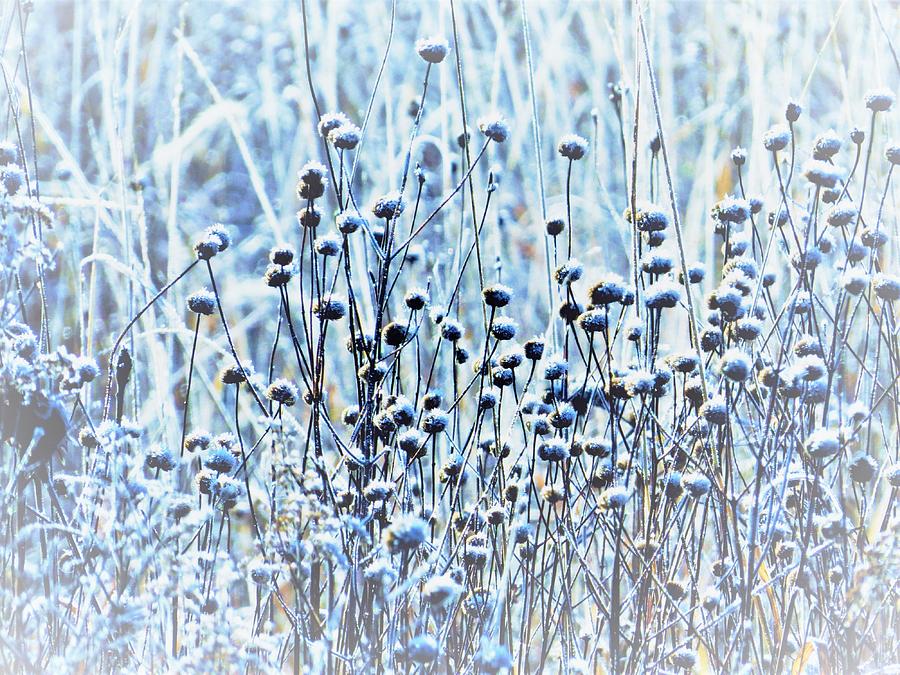 Frosted Seed Heads  Photograph by Lori Frisch
