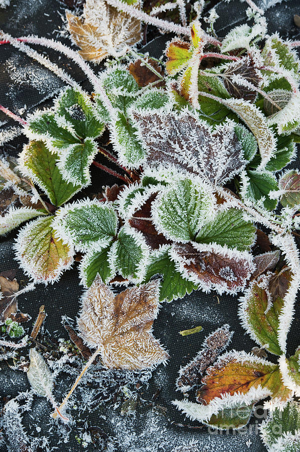 Frosted Strawberry Plants in Autumn Photograph by Tim Gainey