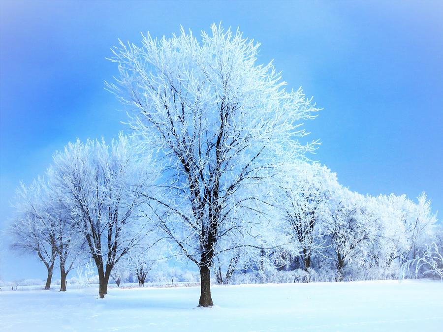 Frosted Trees  Photograph by Lori Frisch