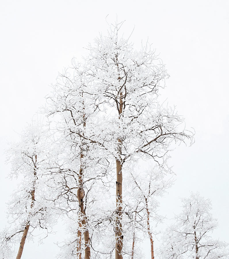 Frosted White Aspens Photograph by Rebecca Herranen