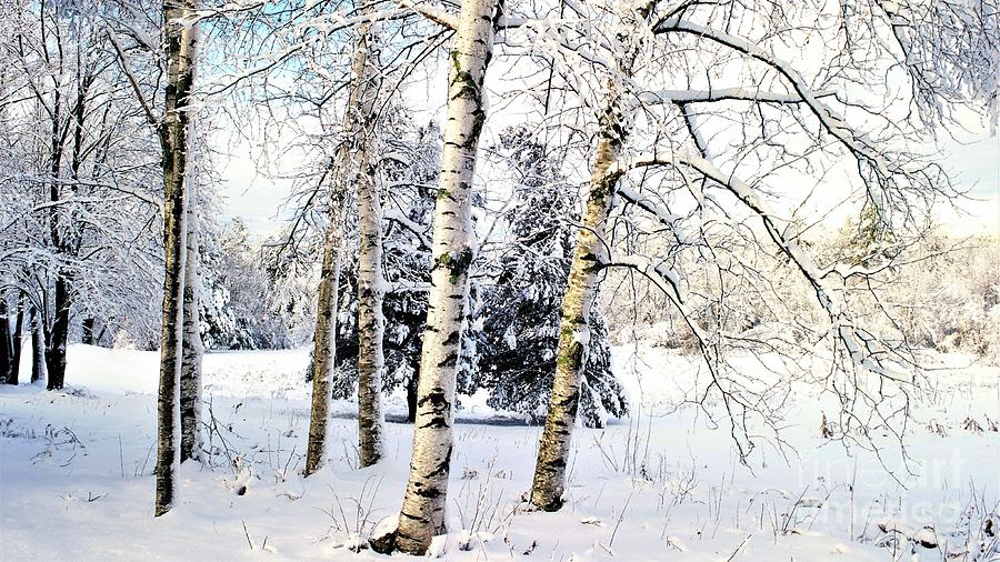 Frosted White Birch Photograph