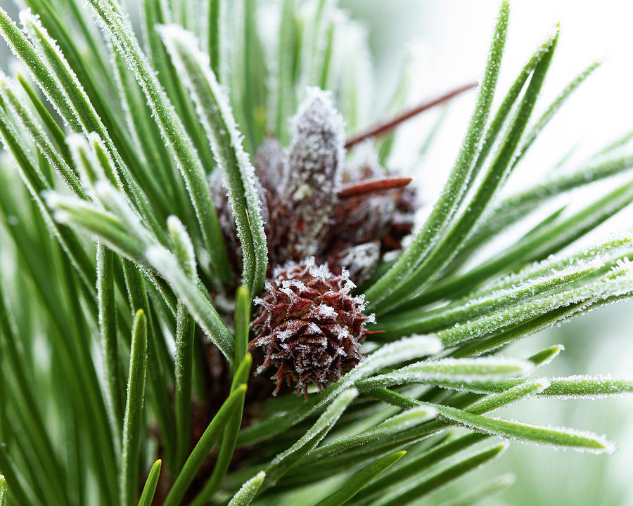 Frosted White Pine Photograph by Cheryl Day