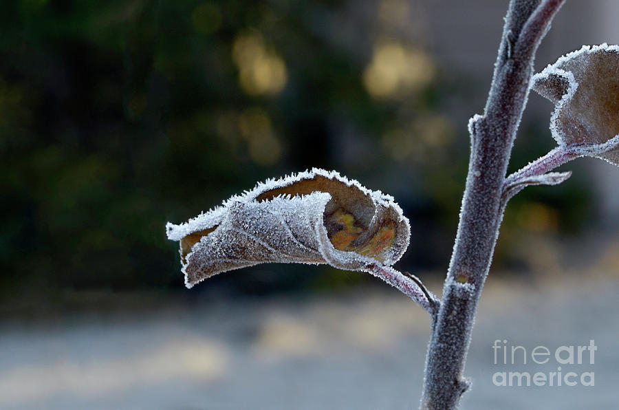 Frosty Apple Leaf Photograph by Shannon Moseley