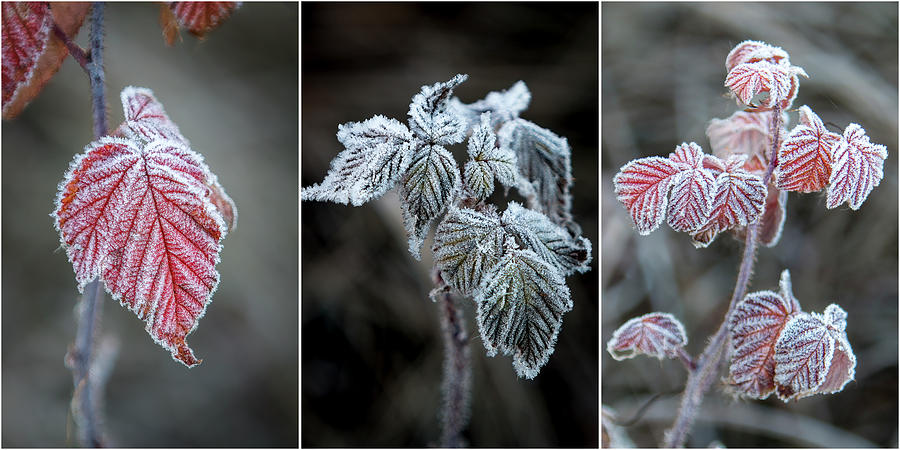 Frosty Autumn Leaves Triptych Photograph by Patti Deters