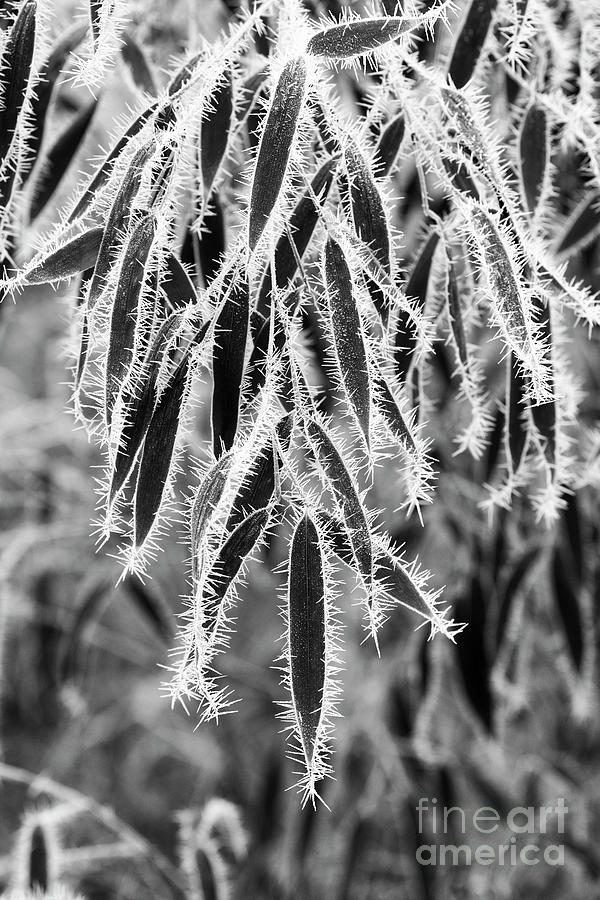 Frosty Bamboo Leaves Monochrome Photograph by Tim Gainey