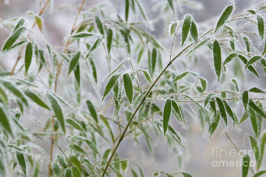 Frosty Bamboo Leaves Photograph by Tim Gainey
