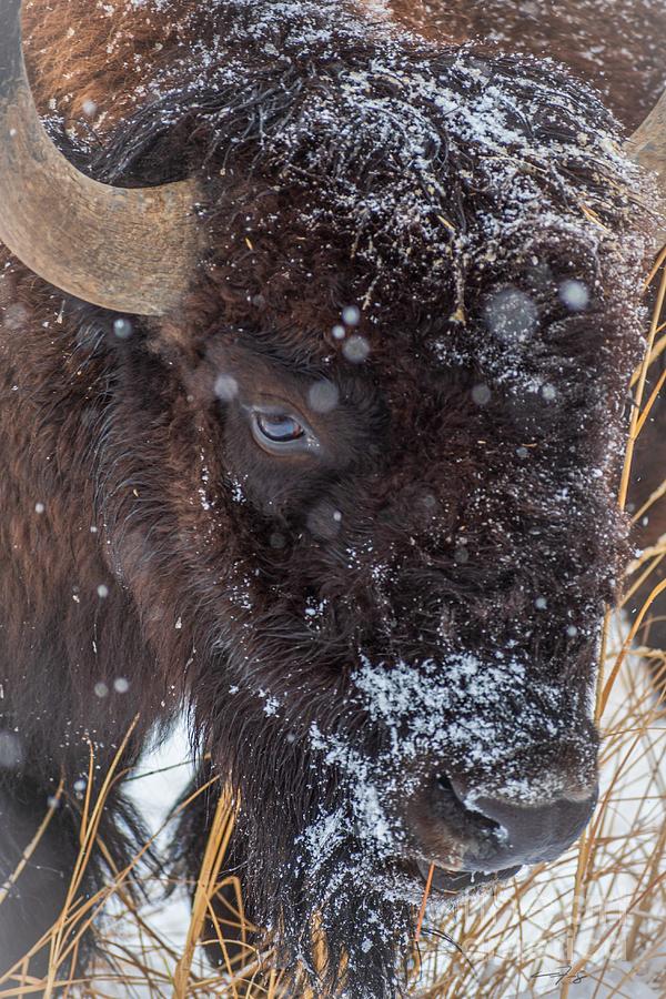 Frosty Beast Photograph by Christopher Thomas - Fine Art America