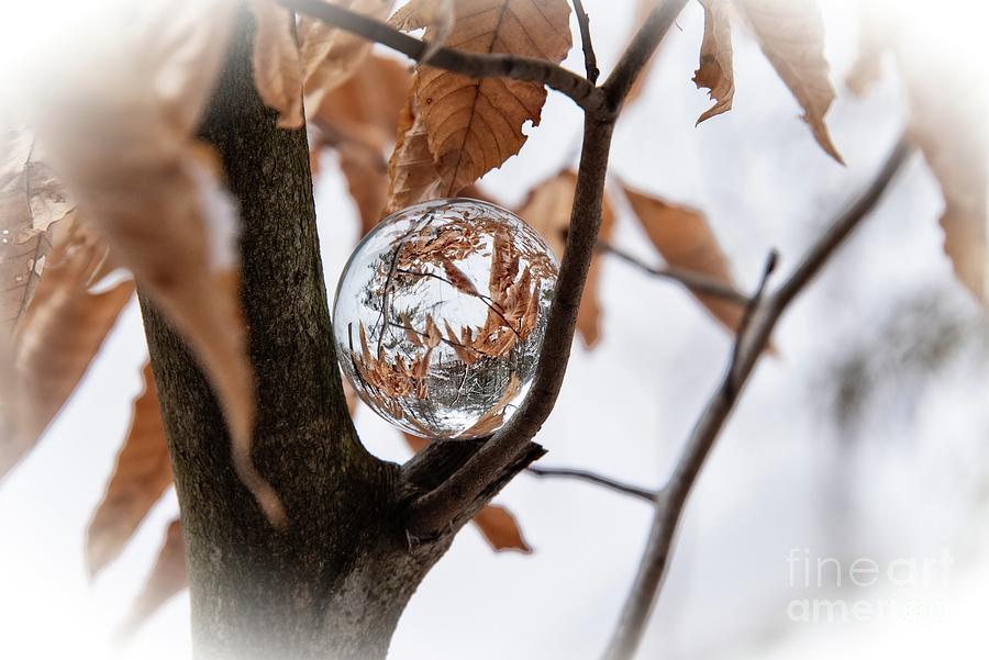 Frosty Beech Leaf Ball Photograph by Ed McDermott