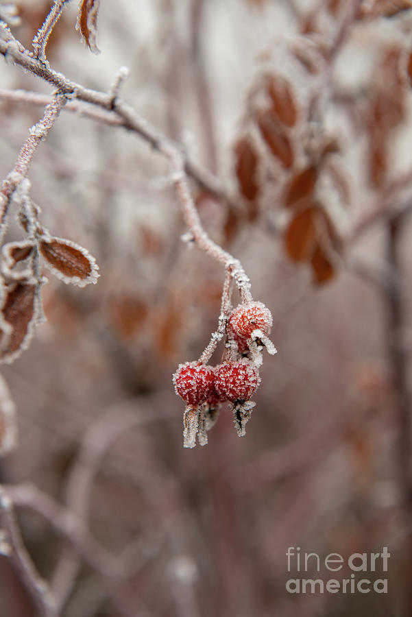 Berries Photograph - Frosty Berries by Jennylynn Fields