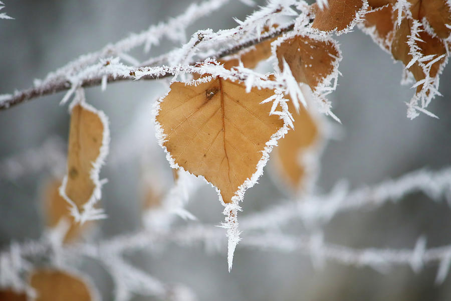 Frosty Birch Leaf Photograph by Brook Burling