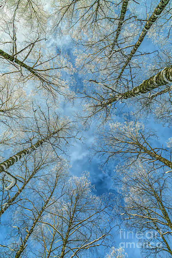 Frosty Birches 4 Photograph