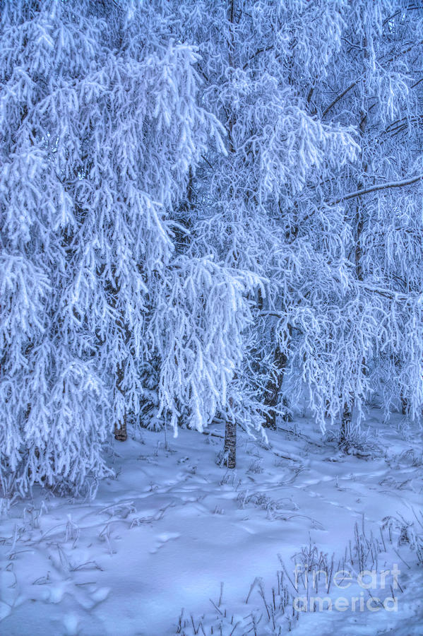 Frosty Birches Photograph