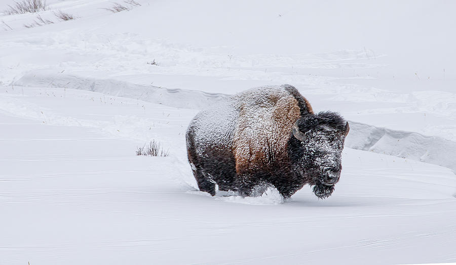 Frosty Bison at Warm Creek, Yellowstone National Park Photograph by Marcy Wielfaert