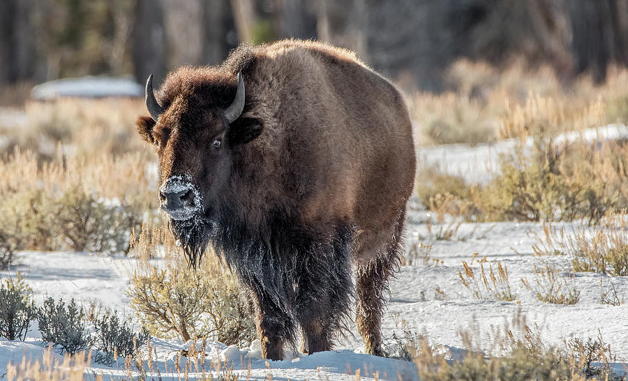 Frosty Bison in Winter Photograph by Marcy Wielfaert