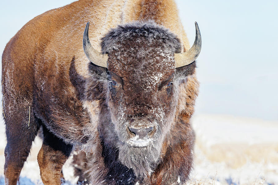 Frosty Bison in Winter Photograph by Tony Hake