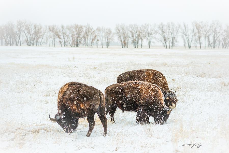 Frosty Bison Trio Photograph by Christopher Thomas