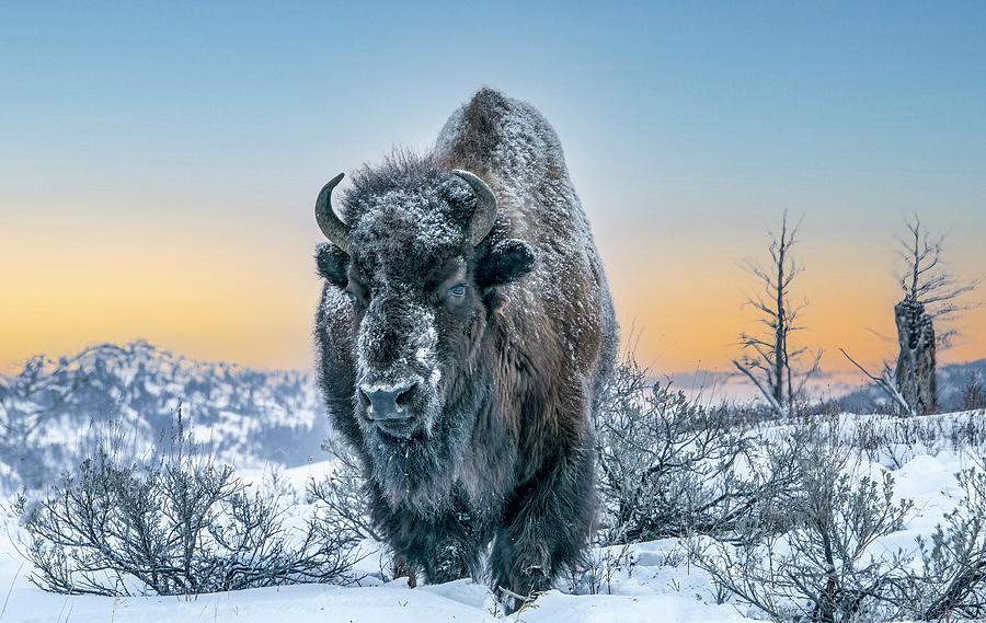 Frosty Bison, Yellowstone National Park Photograph by Marcy Wielfaert