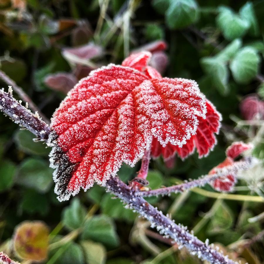 Frosty Bramble Leaf Photograph by Chris Clark