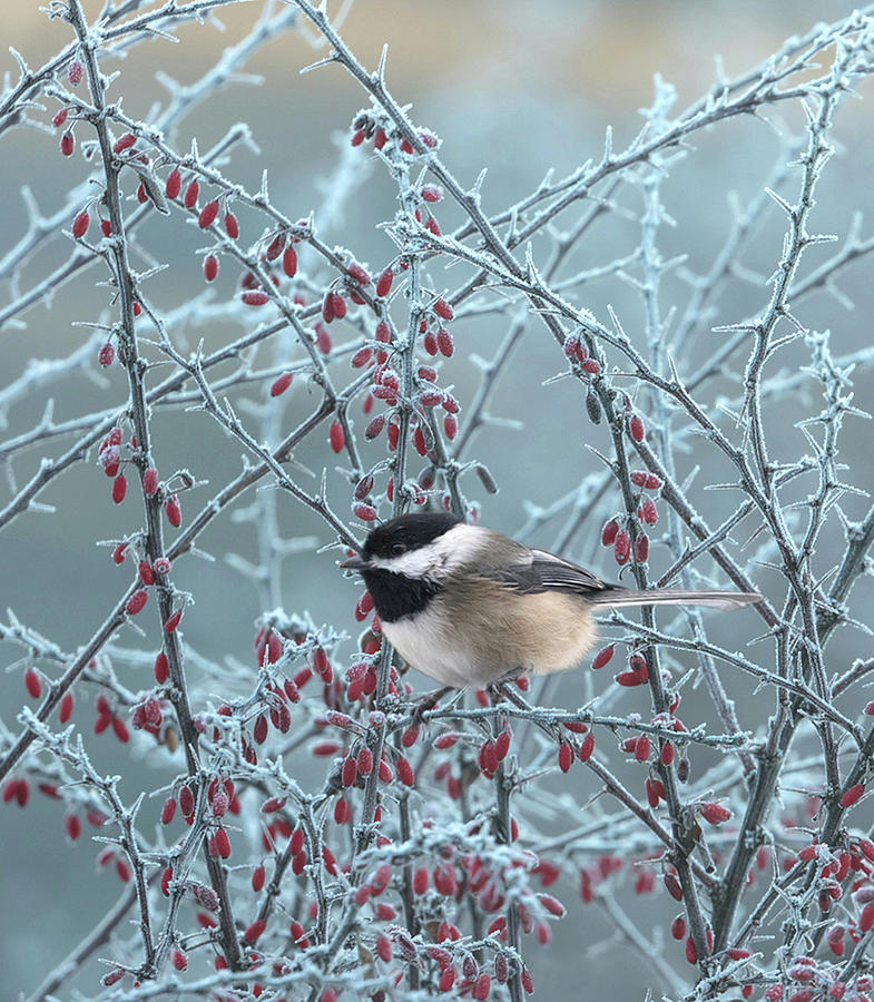 Frosty Chickadee Photograph by Angie Vogel
