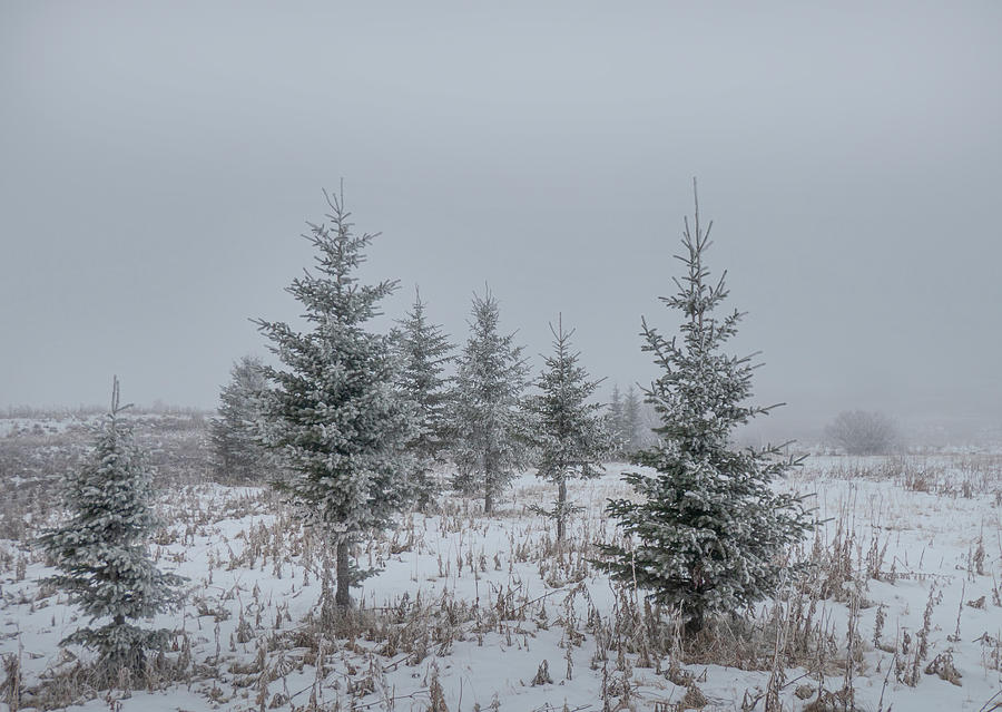 Christmas Photograph - frosty Christmas trees by Phil And Karen Rispin