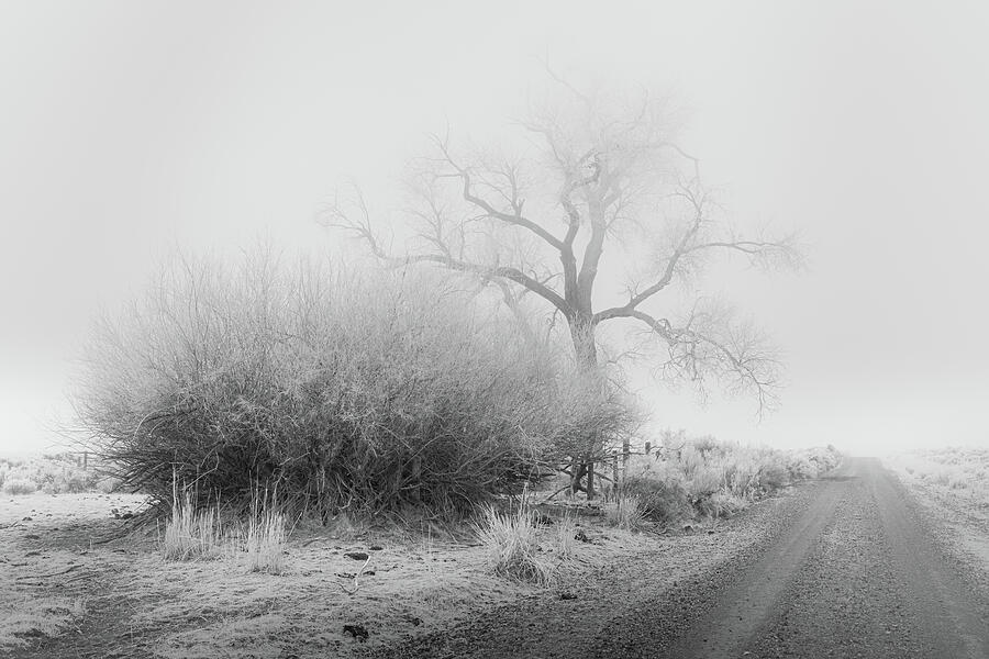Frosty Cottonwood in Fog - Monochrome Photograph by Mike Lee