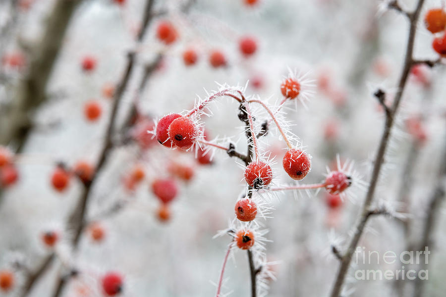 Frosty Crab Apple Fruit Photograph by Tim Gainey