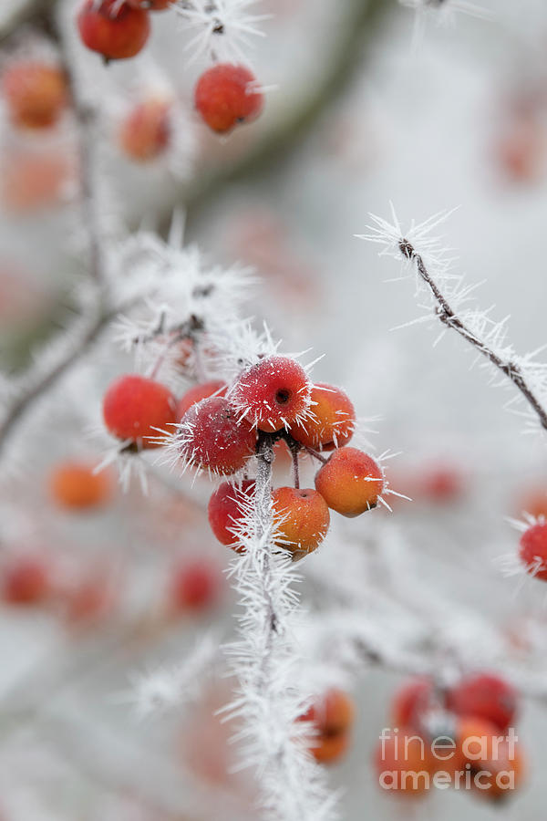 Frosty Crab Apples Photograph by Tim Gainey
