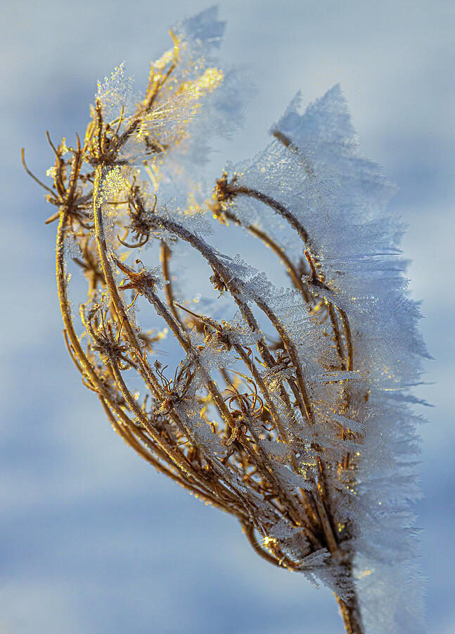 Winter Photograph - Frosty crystals on Queen Annes Lace by James Brey