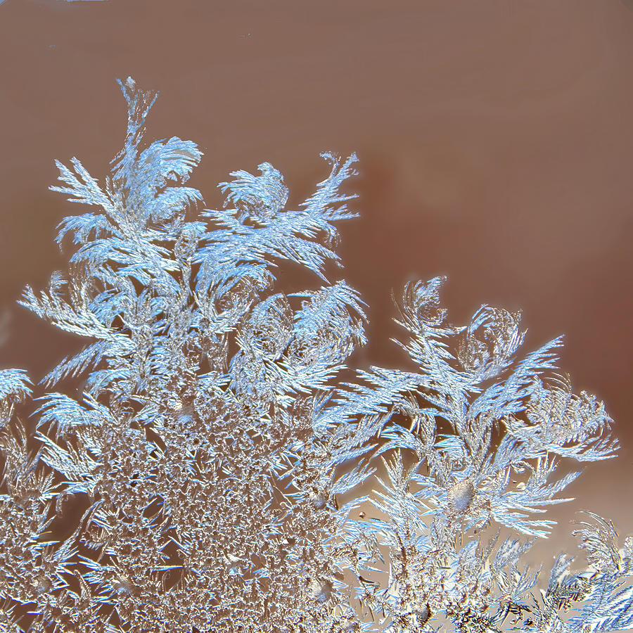 Winter Photograph - Frosty Fantasy by Ira Marcus