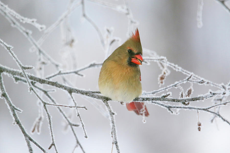 Frosty Female Cardinal Photograph by Brook Burling