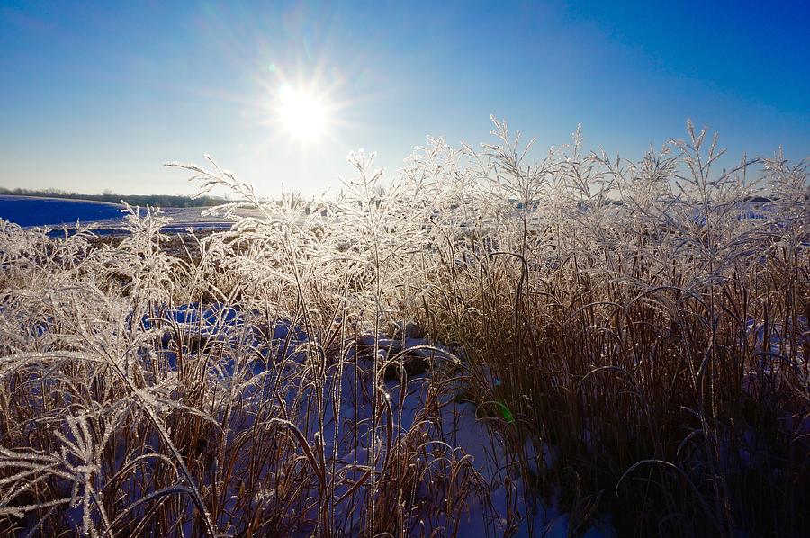 Frosty Field 3 Photograph by Michelle Mahnke