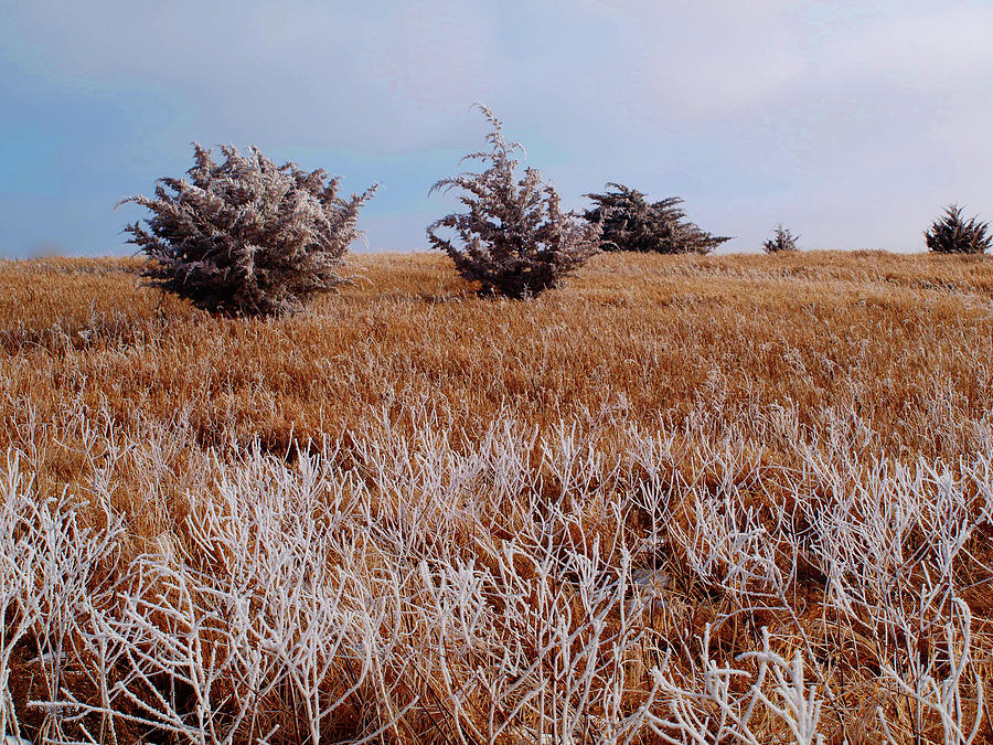 Frosty field Photograph by Izzy Photos SD - Fine Art America