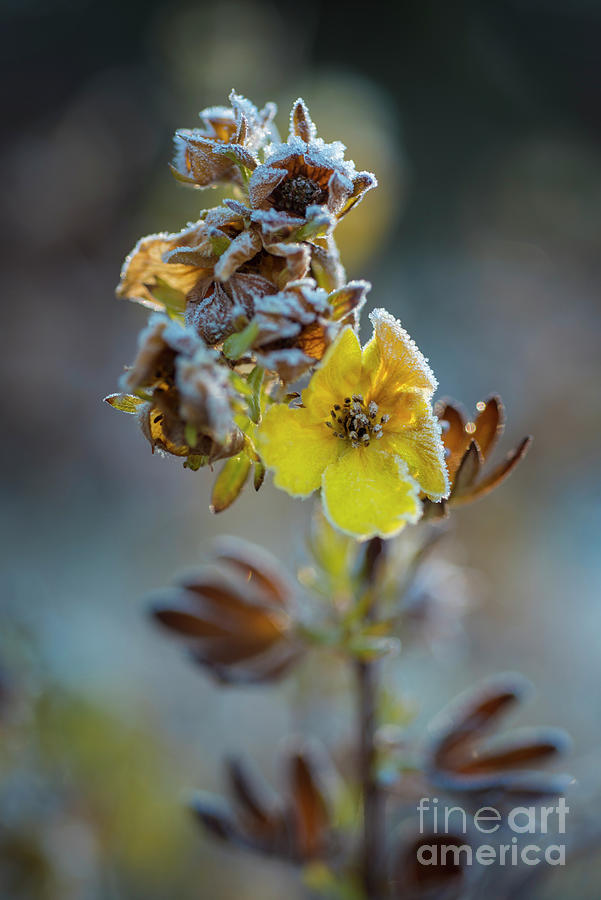 Frosty Photograph - Frosty Flower by Jennylynn Fields Frosty Photograph - Frosty Flower by Jennylynn Fields