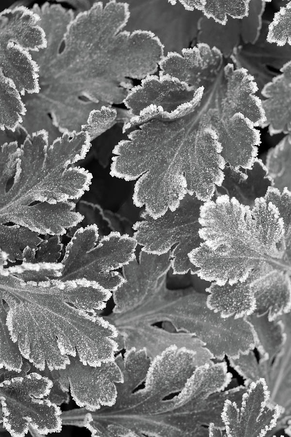 Frosted Foliage Black And White Photograph