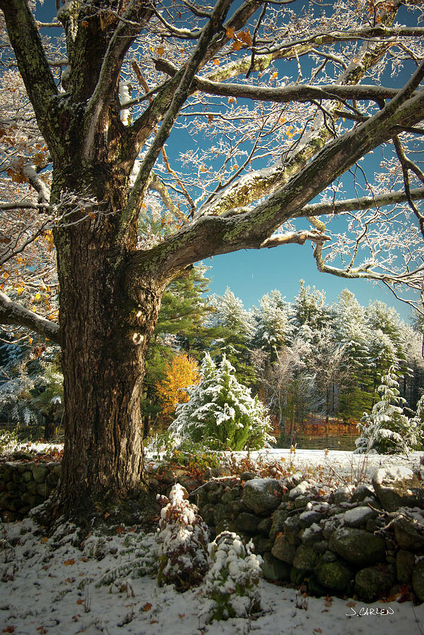 Frosty Foliage Photograph by Jim Carlen
