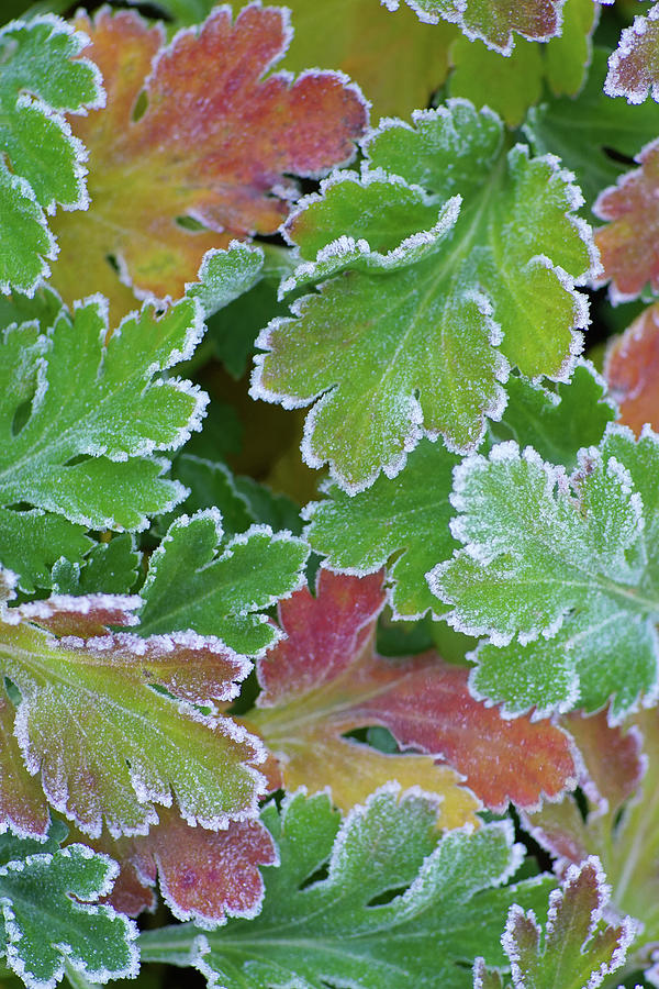 Frosted Foliage Photograph by Kathi Mirto
