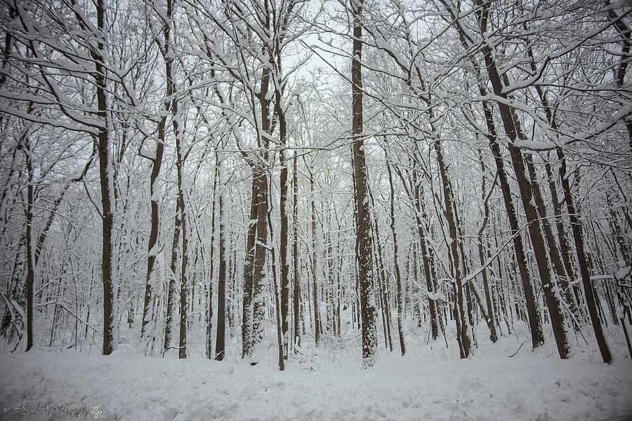 Frosty Forest Photograph
