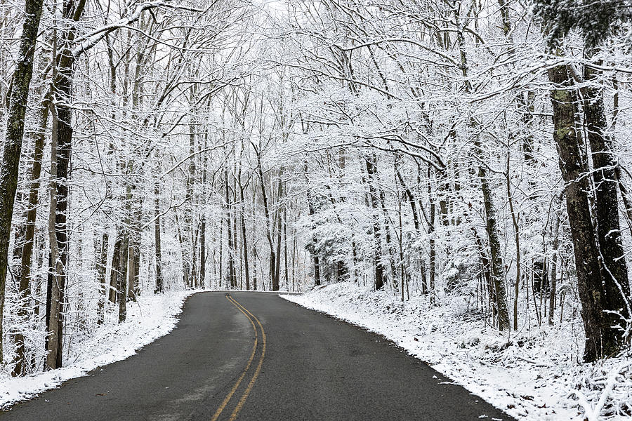Frosty Forest Road Photograph by Debbie Karnes