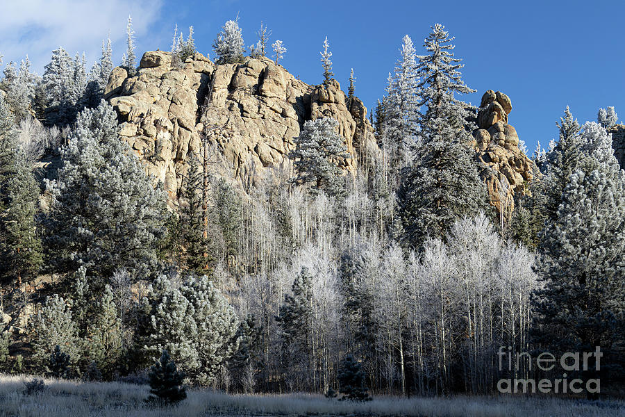 Frosty Forest Photograph by Steven Krull