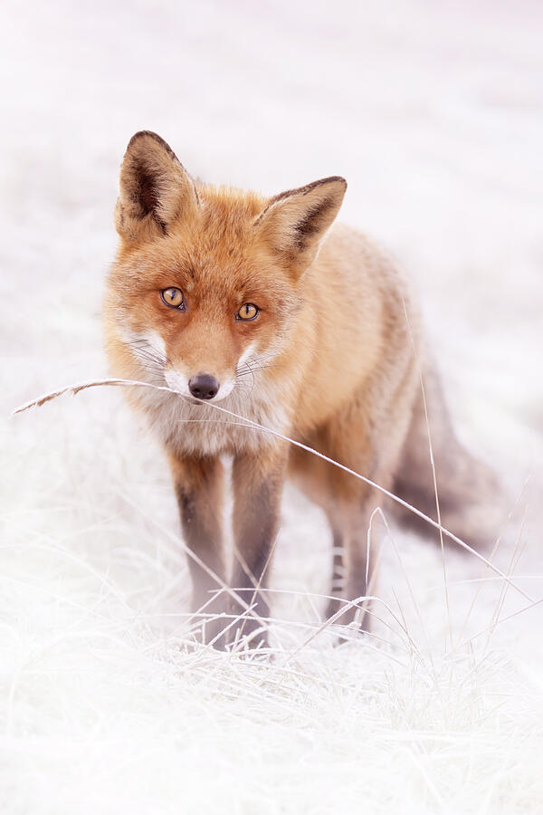 Fox Photograph - Frosty Fox Series - Seriously? by Roeselien Raimond