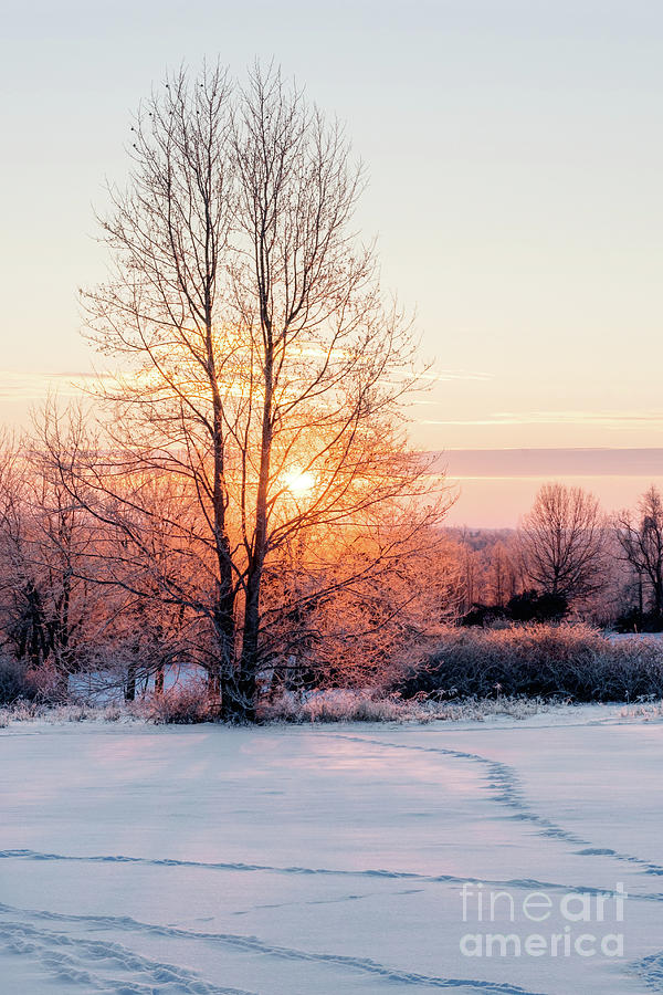 Frosty Golden Hour Sunrise Photograph by Jennifer White