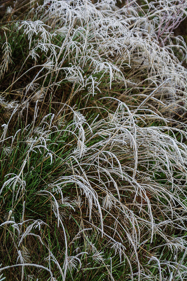 Frosty Grasses Photograph by Dianne Milliard - Fine Art America