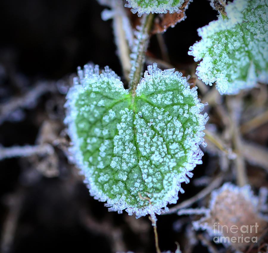 Frosty Heart  Photograph by Kerri Farley