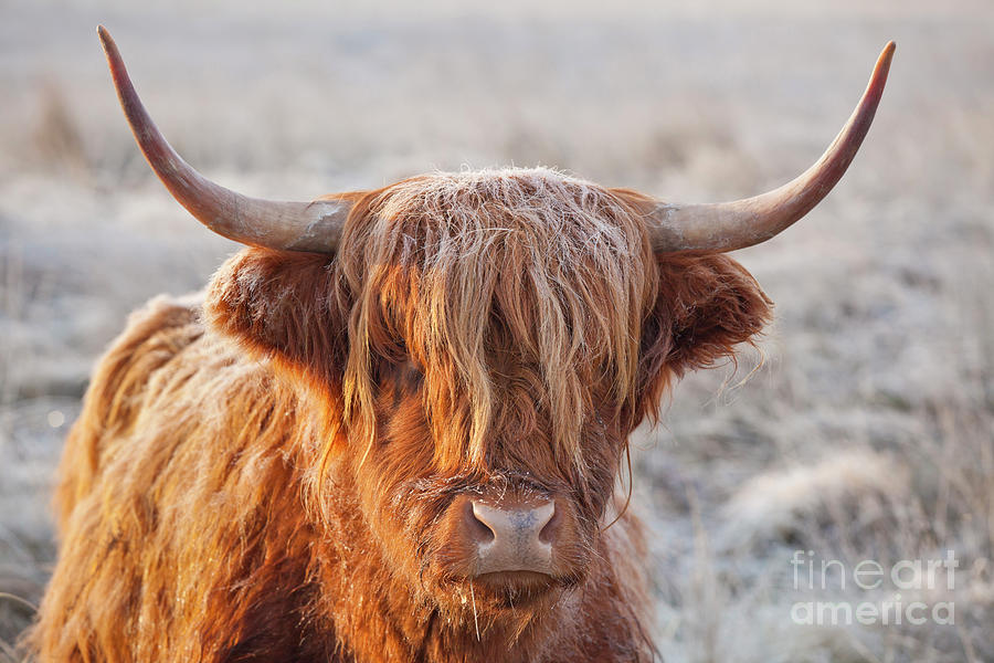Frosty highland cow Photograph by Neale And Judith Clark