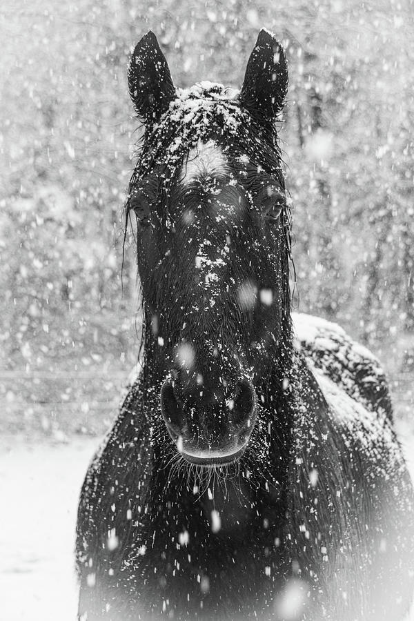 Frosty Horse Portrait Photograph by Kristia Adams